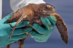BP Oil Spill Image